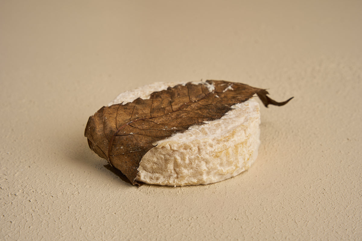 Mothais Sur Feuille