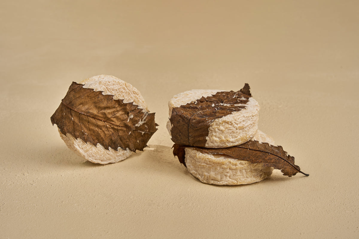 Mothais Sur Feuille